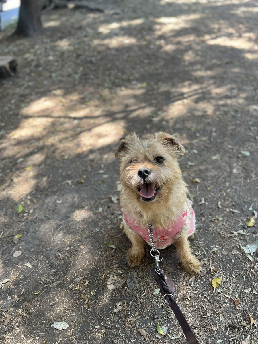 Oliver y yo les agradecemos muchísimo que compartan sus publicaciones,ya tiene varias citas programadas para conocer posibles adoptantes.
Ojala se concrete algo.🩷

Compartan también mucho a los demás rescatados por favor,son más de 70 perritos que necesitan una oportunidad.
Les