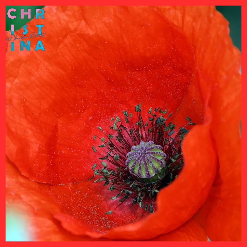 ChrRoland's tweet photo. 🎨🌿 #KleurInDeNatuur 🌈📸 #dag26 #Aardbeirood rgb 255,045,045 #ColorInNature #day26 #StrawberryRed Bijna zo rood als rood kan zijn, maar in de natuur is dat toch nog iets minder rood dan in drukwerk. https://t.co/TsaymWhBpv