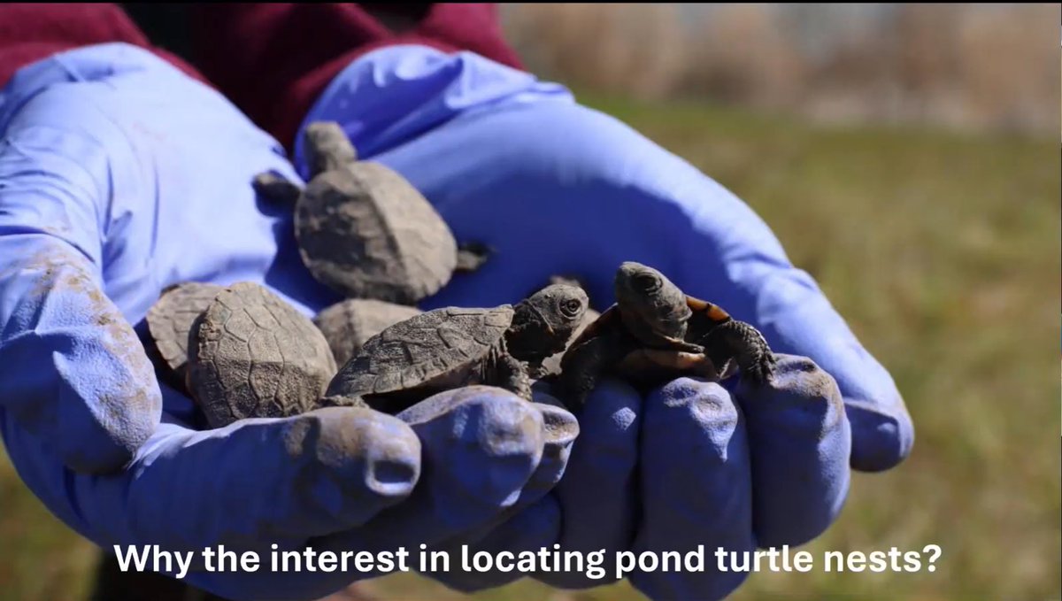 Rogue Detection Teams tweet media