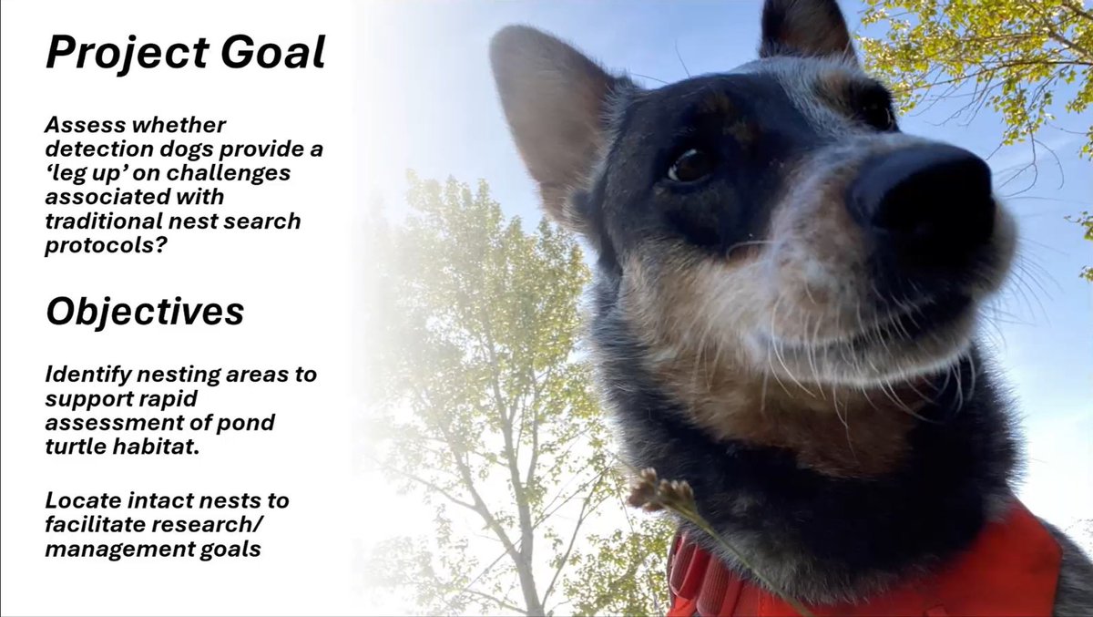 Rogue Detection Teams tweet media