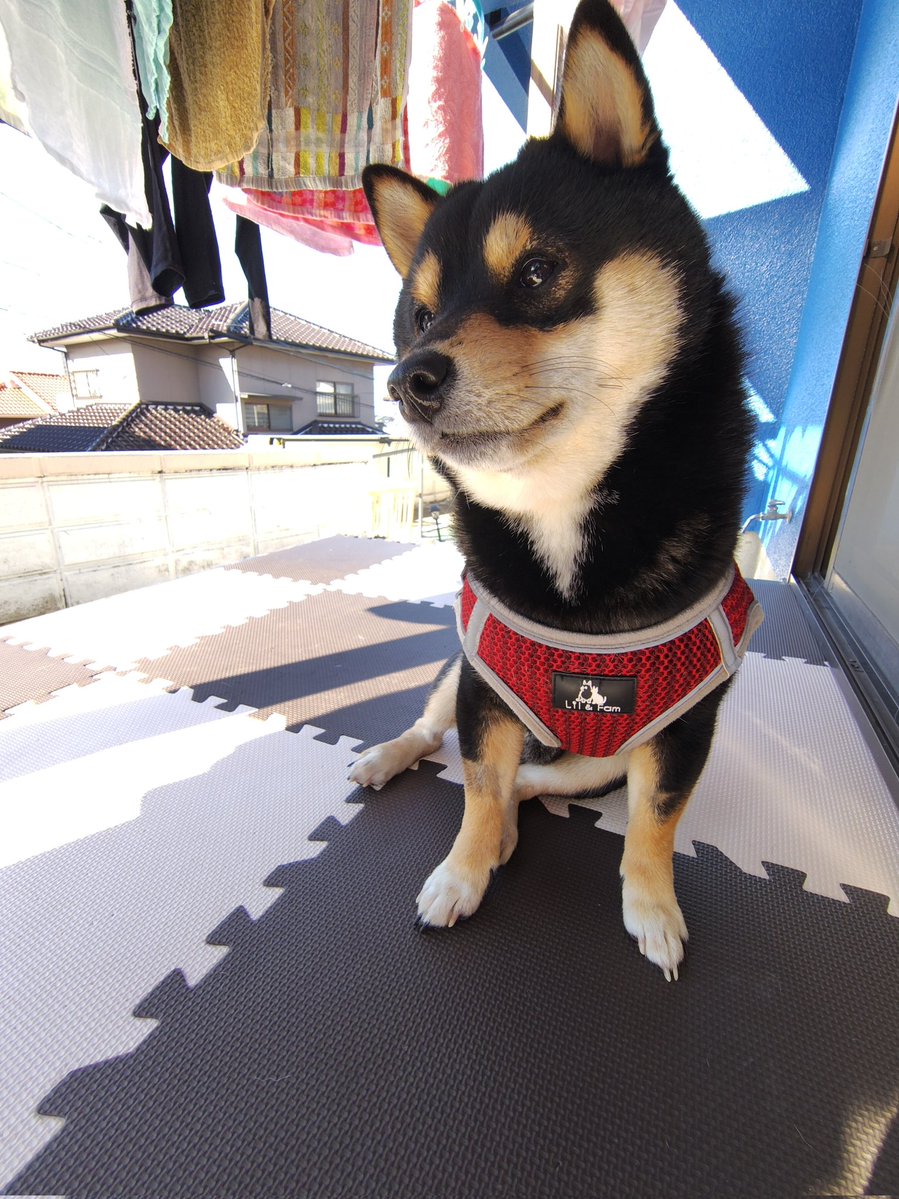 お外にずっといるワン🐶✨✨ ＃柴犬 ＃豆柴 ＃お外大好き ＃愛犬のいる