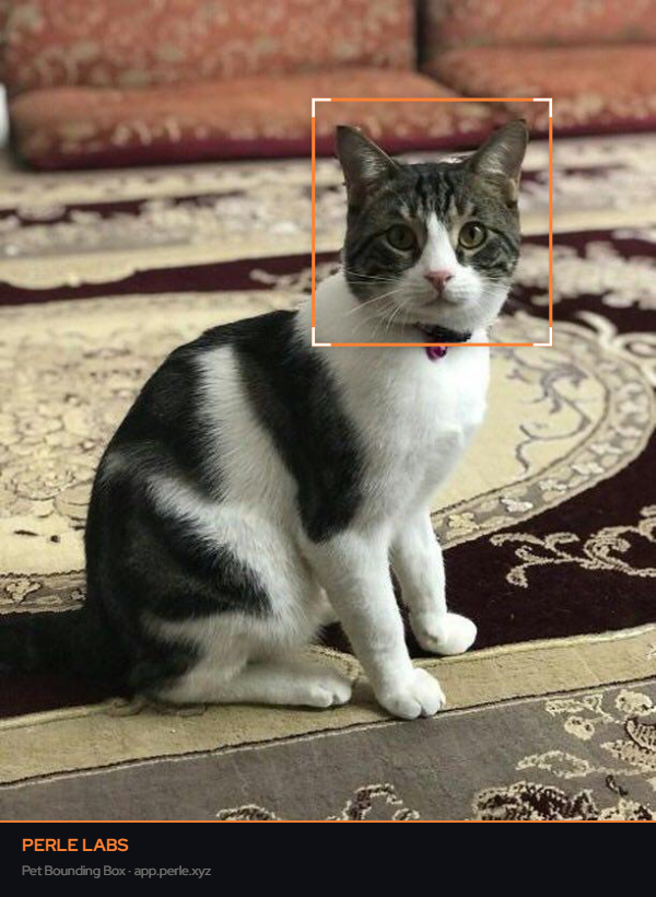 asal rad π² tweet media