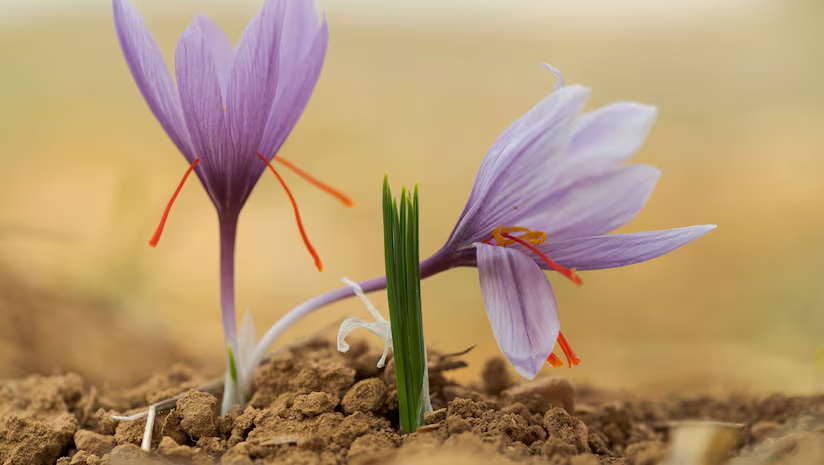 NutraIngredients Asia tweet media