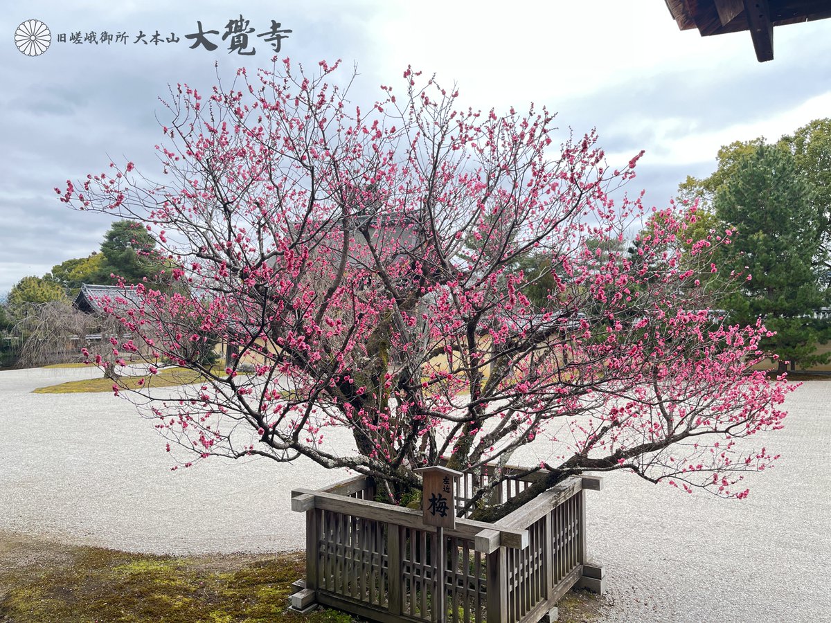 【公式】旧嵯峨御所 大本山大覚寺 tweet media
