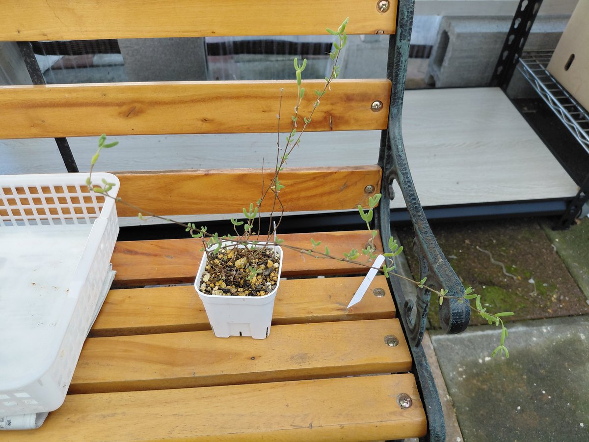 ぱっちゅーた tweet media