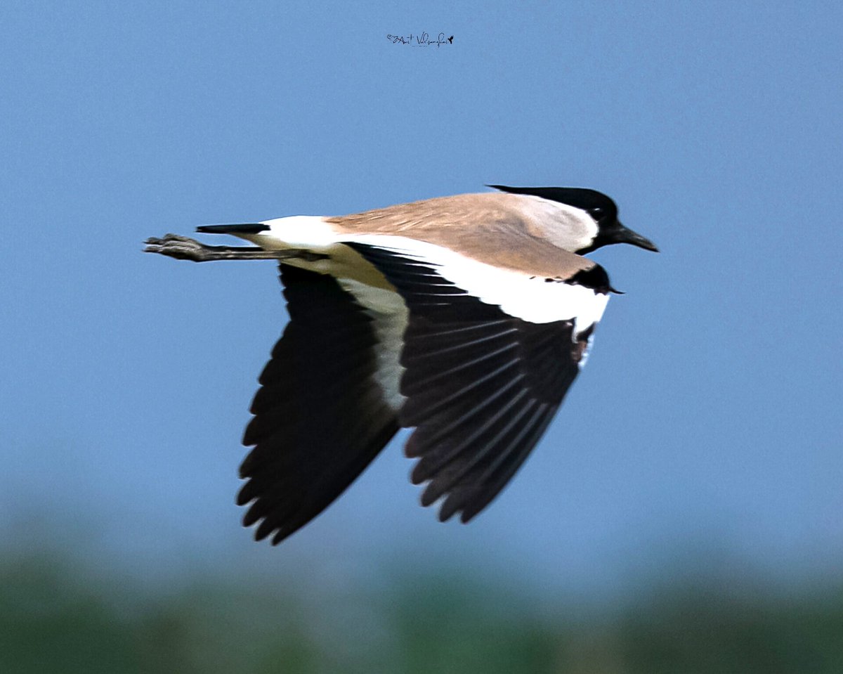 amit_valsangkar's tweet photo. River lapwing #IndiAves #ThePhotoHour #birdphotography #BBCWildlifePOTD #NaturePhotography  #birds @NatureIn_Focus @NatGeoIndia @NatureattheBest @SonyBBCEarth @WildlifeMag @WeNaturalists #BirdsSeenIn2026 #canon #BirdsOfTwitter #India @Canon_India #riverlapwing #bird #riverside https://t.co/EWqBr6sid8