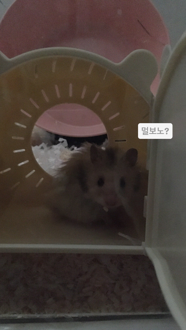 다나 tweet media
