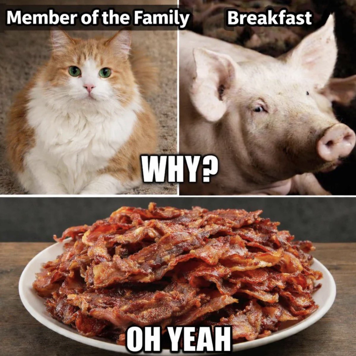 FunnyMemeSpot (@funnymemespot_) on Twitter photo 