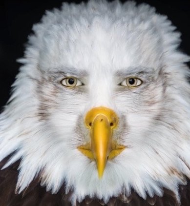 SquiffygotthatI's tweet photo. I STG I would blow my shit off real clean across the walls if the fucking CIA wasn't already planning to do that. Can't have 26 self inflicted shit anywhere on the globe. https://t.co/cgb4GXDxEV