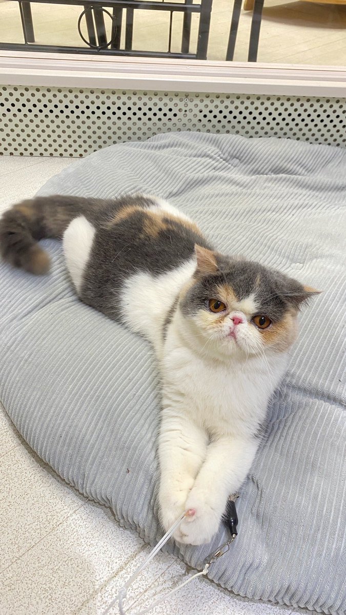 Whiskers Cat tweet media