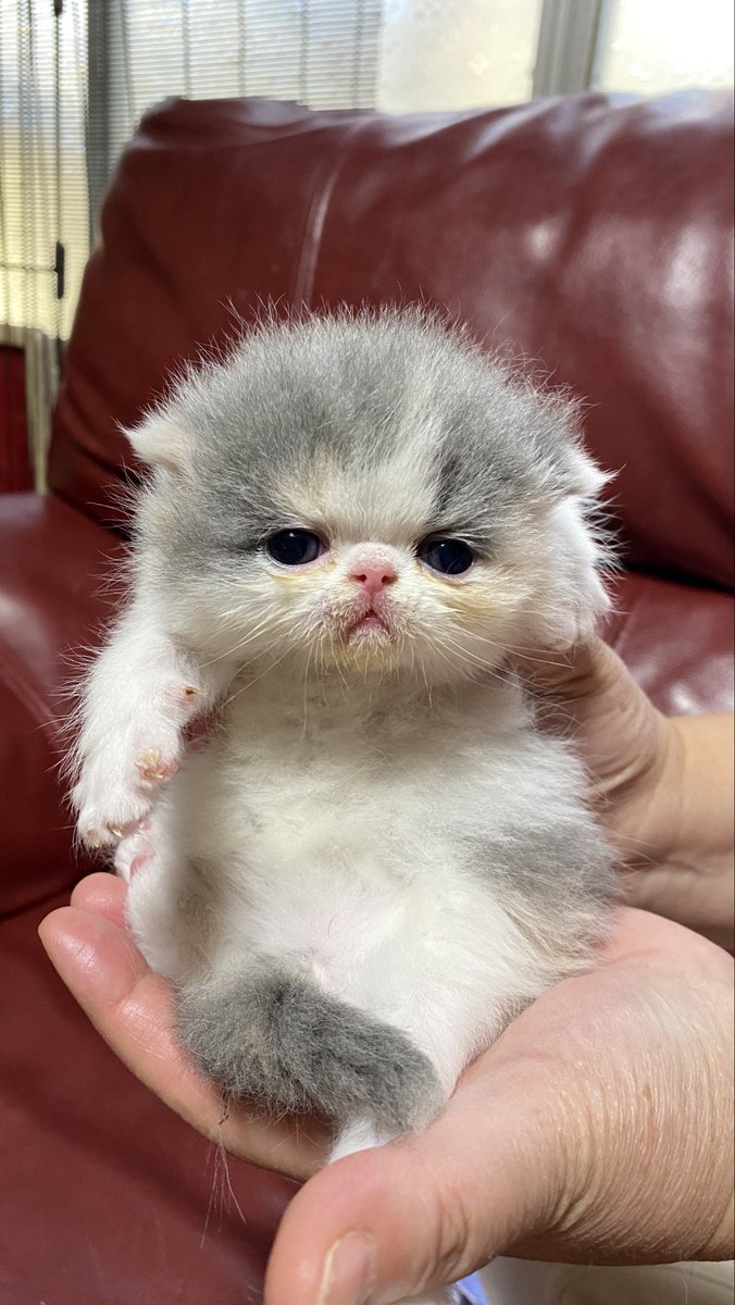 Whiskers Cat tweet media