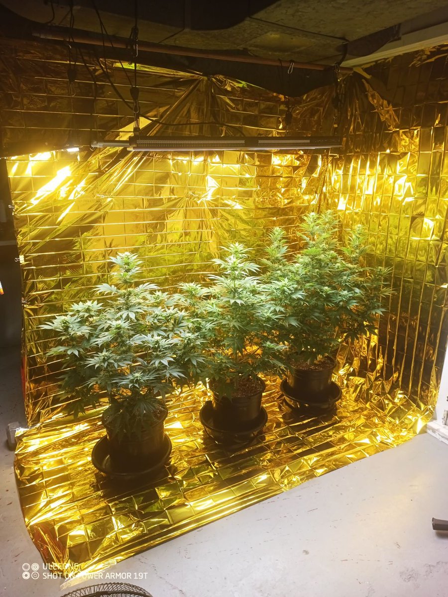 Mr B. 🇨🇦🌱🌿4:20 tweet media