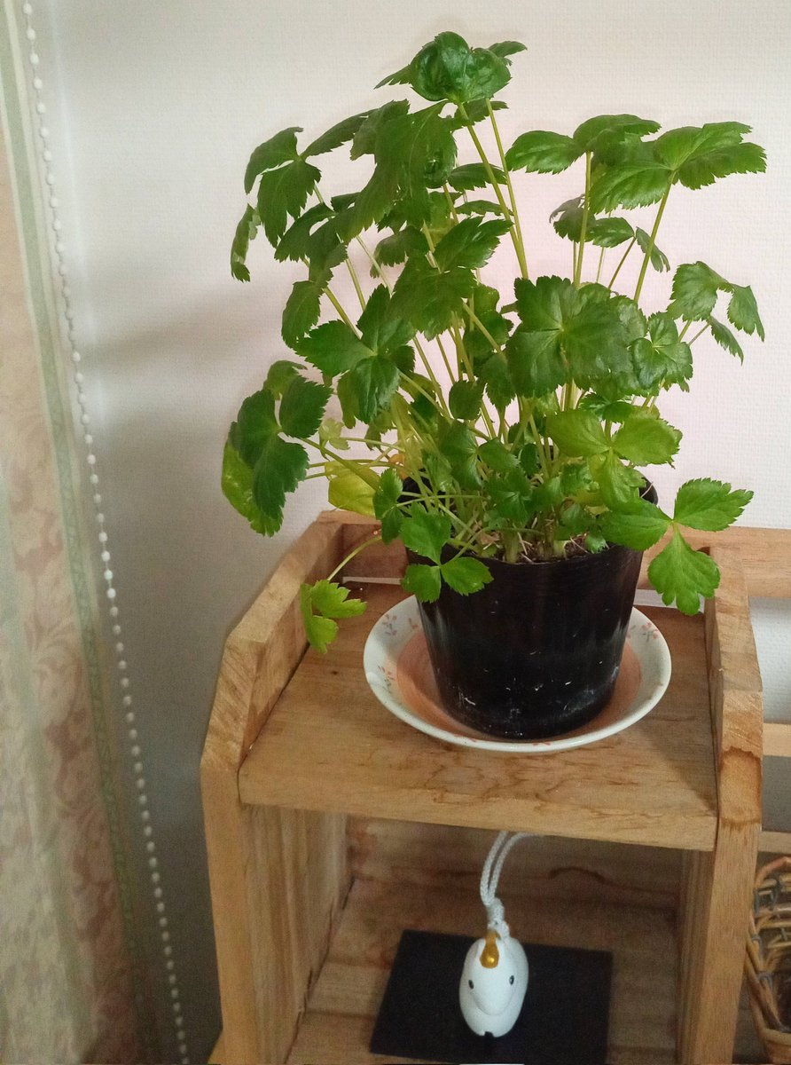 この三つ葉、約14ヶ月前に中ちゃんで買ってから、定期的に水をやり、月