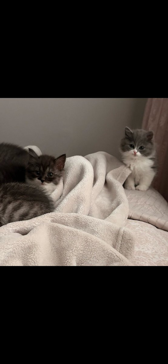 H. AYYILDIZ $Lingo tweet media