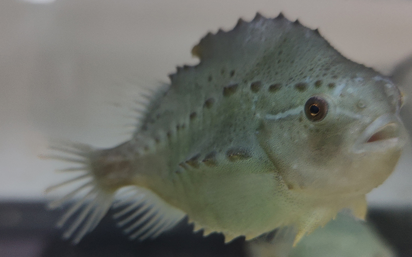 EcomareTexel's tweet photo. Snotolven hebben hun naam niet mee, maar het zijn ontzettend leuke vissen! We hebben er onlangs zes gekregen van een collega-aquarium 🐟 Dierverzorger Kristel schreef er een weblog over: https://t.co/oNjUT3mxgp https://t.co/Vkb6LCxb43