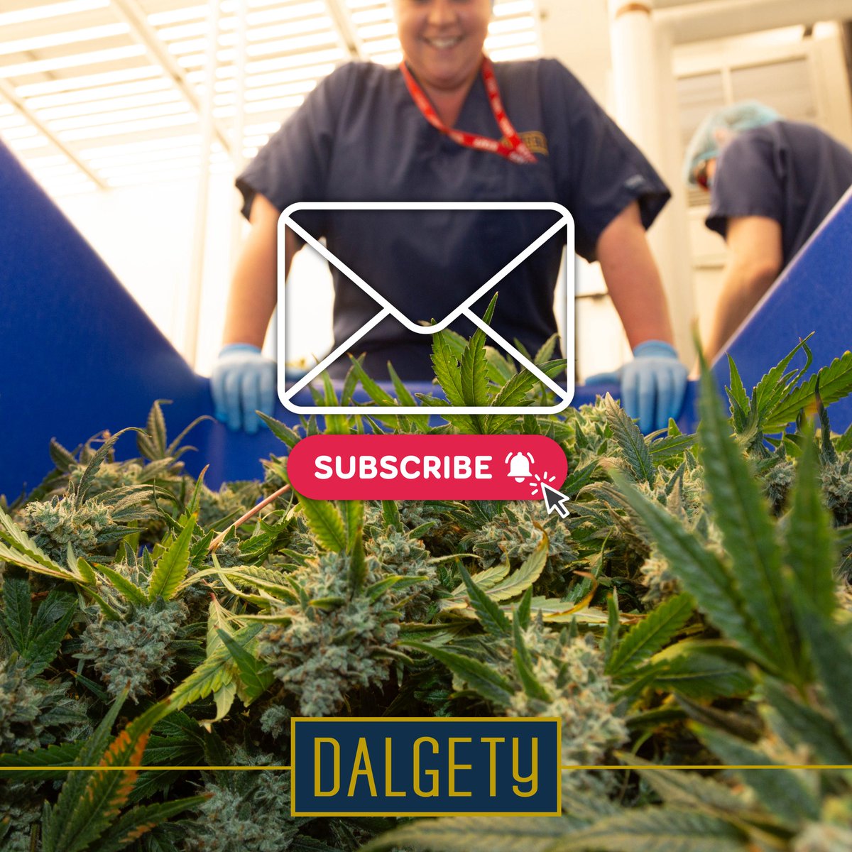 Dalgety tweet media