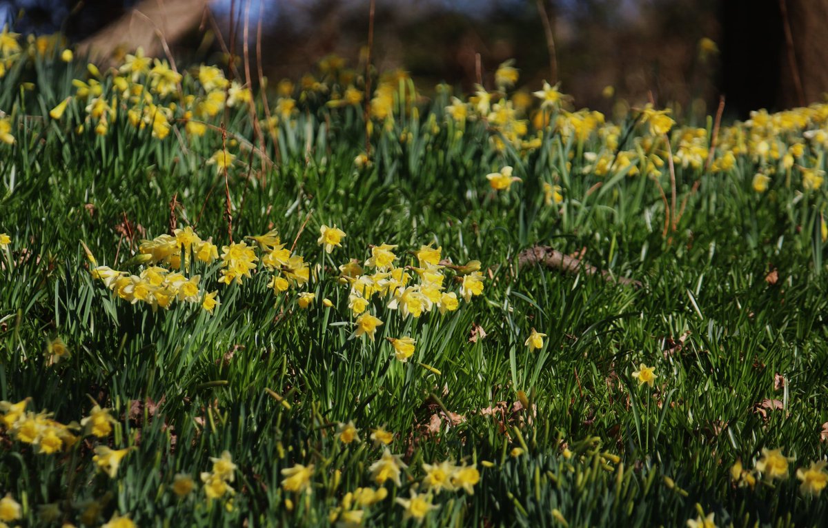 wildlife nick tweet media