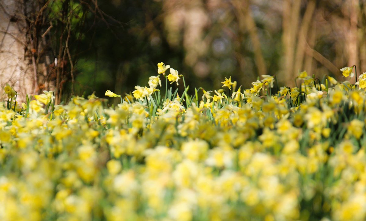 wildlife nick tweet media