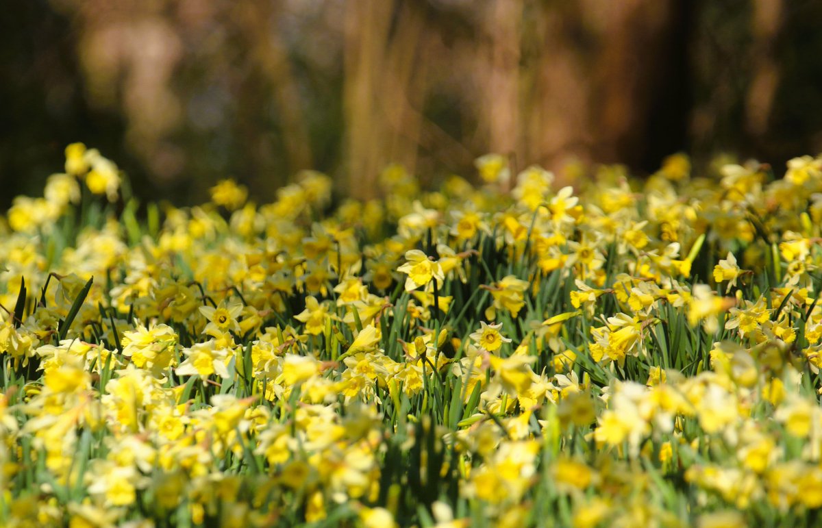 wildlife nick tweet media