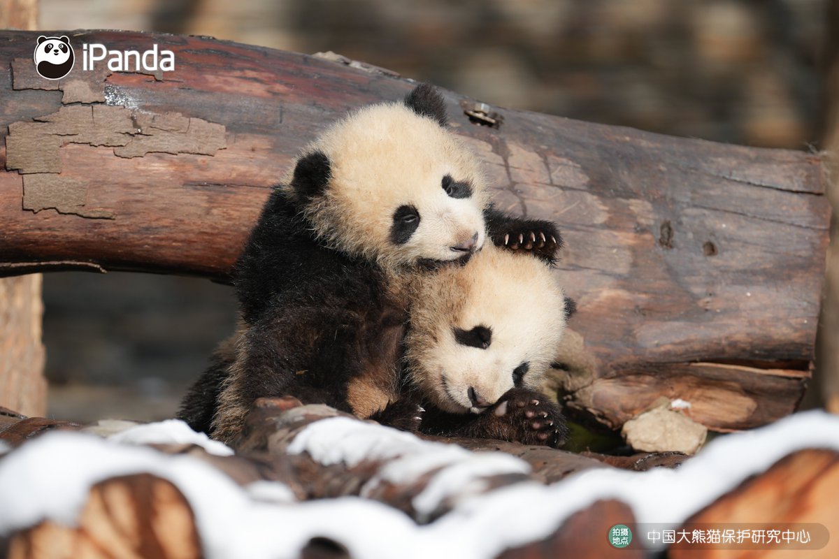 ipandacom's tweet image. You don’t have to bite your buddy’s ear off when you are whispering to its ear. (Jia Mei’s cubs)

#PandaPic #CCRCGP #PandaLife 

For more panda information, please check out: en.ipanda.com