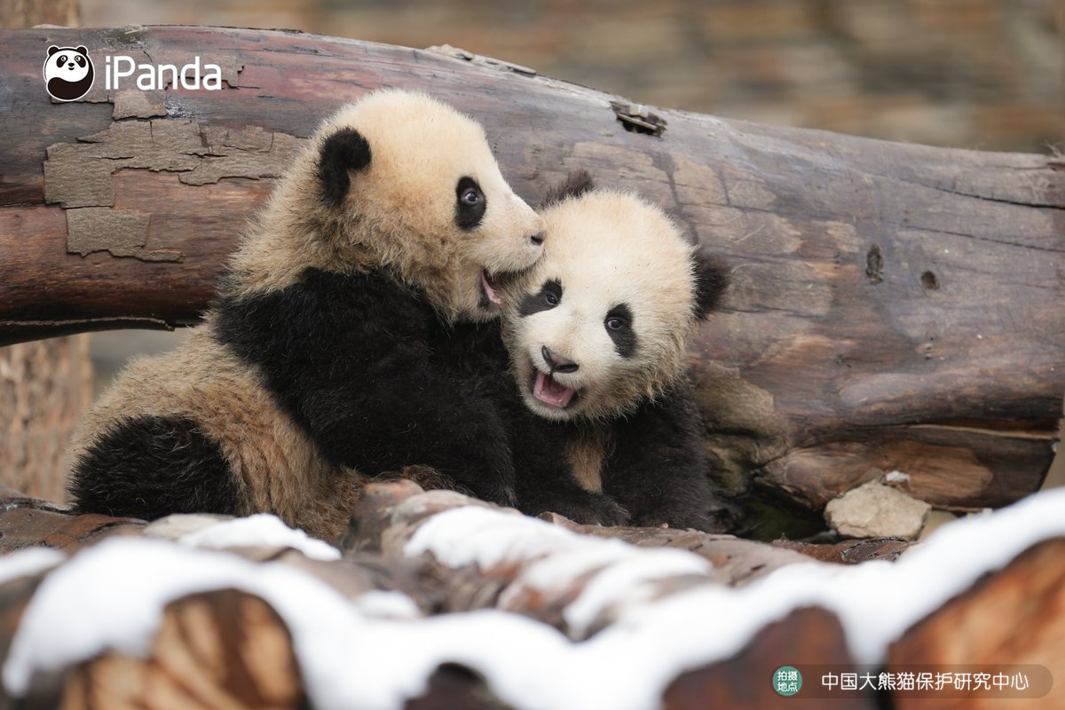 ipandacom's tweet image. You don’t have to bite your buddy’s ear off when you are whispering to its ear. (Jia Mei’s cubs)

#PandaPic #CCRCGP #PandaLife 

For more panda information, please check out: en.ipanda.com