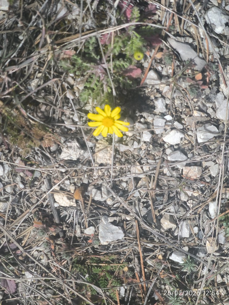 Bakın yalancı bi güneşe kanıp -3 'C de çiçeklenmiş biri , tanıdık gelebilir