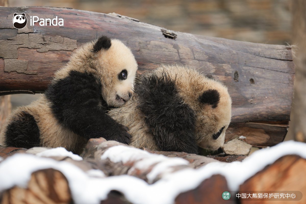 ipandacom's tweet image. You don’t have to bite your buddy’s ear off when you are whispering to its ear. (Jia Mei’s cubs)

#PandaPic #CCRCGP #PandaLife 

For more panda information, please check out: en.ipanda.com