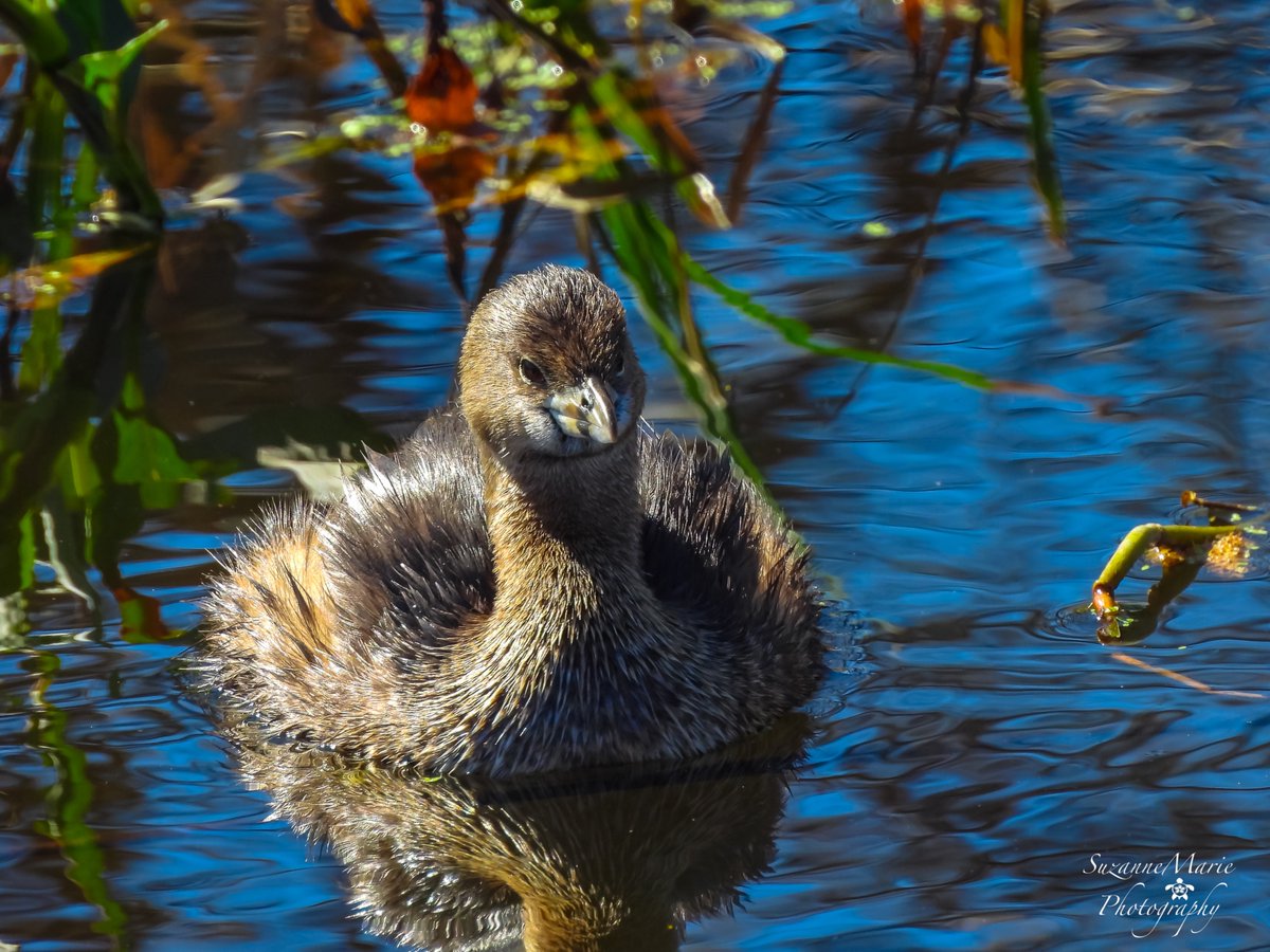 tsuzanne48's tweet photo. Grebe
#birdphotography #wildlifephotography #photography #naturelovers #photooftheday #photographer #florida #wildlifephotographer #naturephotography #animalphotography #wildlifephoto #grebe #grebes https://t.co/SnWvbVdH5T