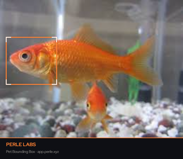 sophiabl84's tweet photo. @PerleLabs On your fish golden https://t.co/AXmW9KyjKI