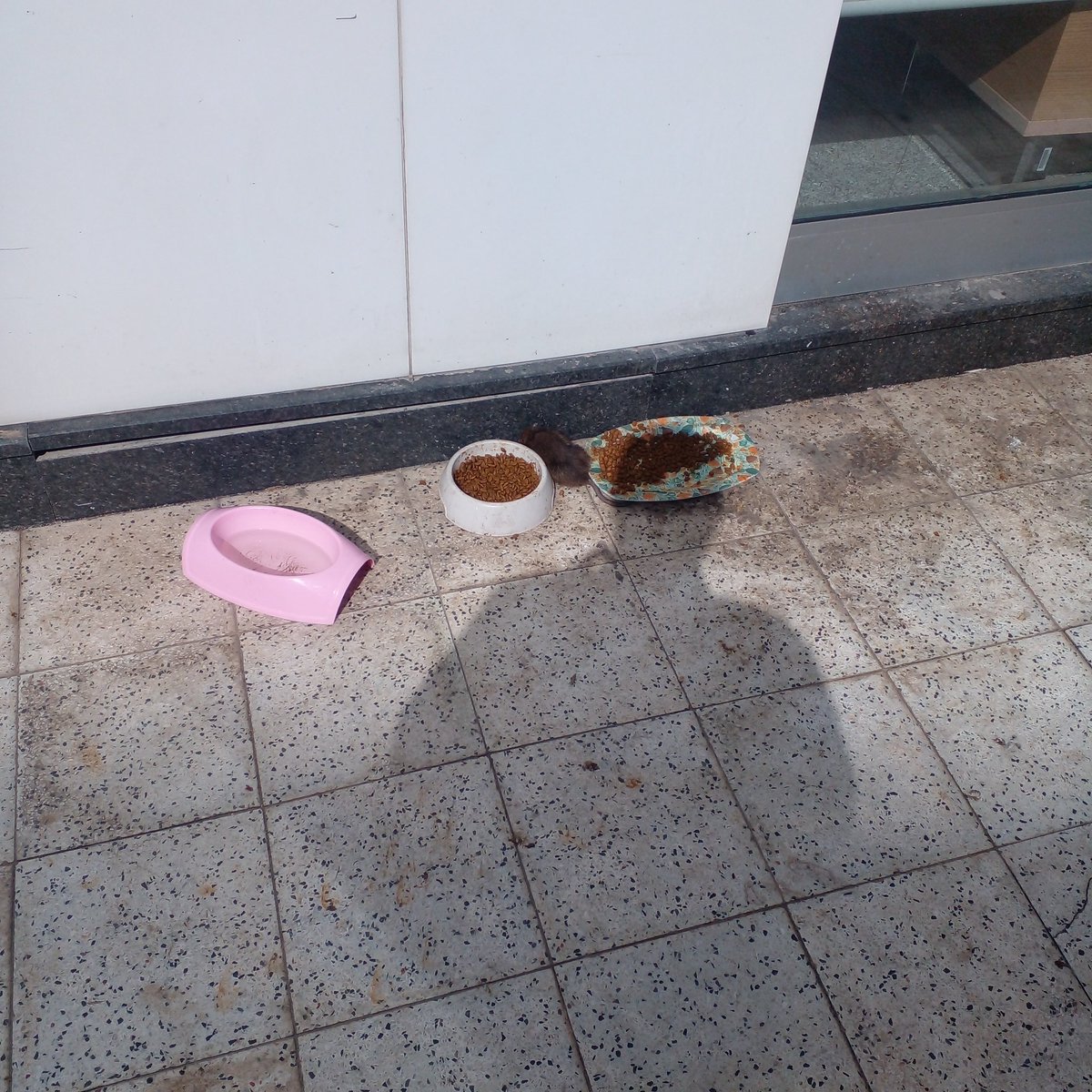 Izmir yeşilyurt <a href="/YapiKredi/">Yapı Kredi</a>  şubesi personeli kedi, köpek ve fare besliyor. Bu rezillige müdahale edecekmisiniz?