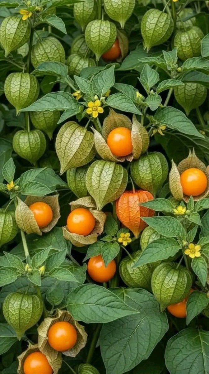 MichelOfficial_'s tweet photo. Nature doesn’t rush… yet everything becomes beautiful in its time. 🍓🥝🍇

From a colorful fruit platter bursting with freshness to golden fruits growing straight from the farm — this is what real health looks like. 🌱✨

Eat fresh. Grow local. Live strong. Your body deserves natural energy, not processed shortcuts.

If this doesn’t inspire you to eat more fruits today, what will? 🍑🔥

#EatFresh #HealthyLifestyle #FarmToTable #NaturalGoodness #InvestInAgriculture