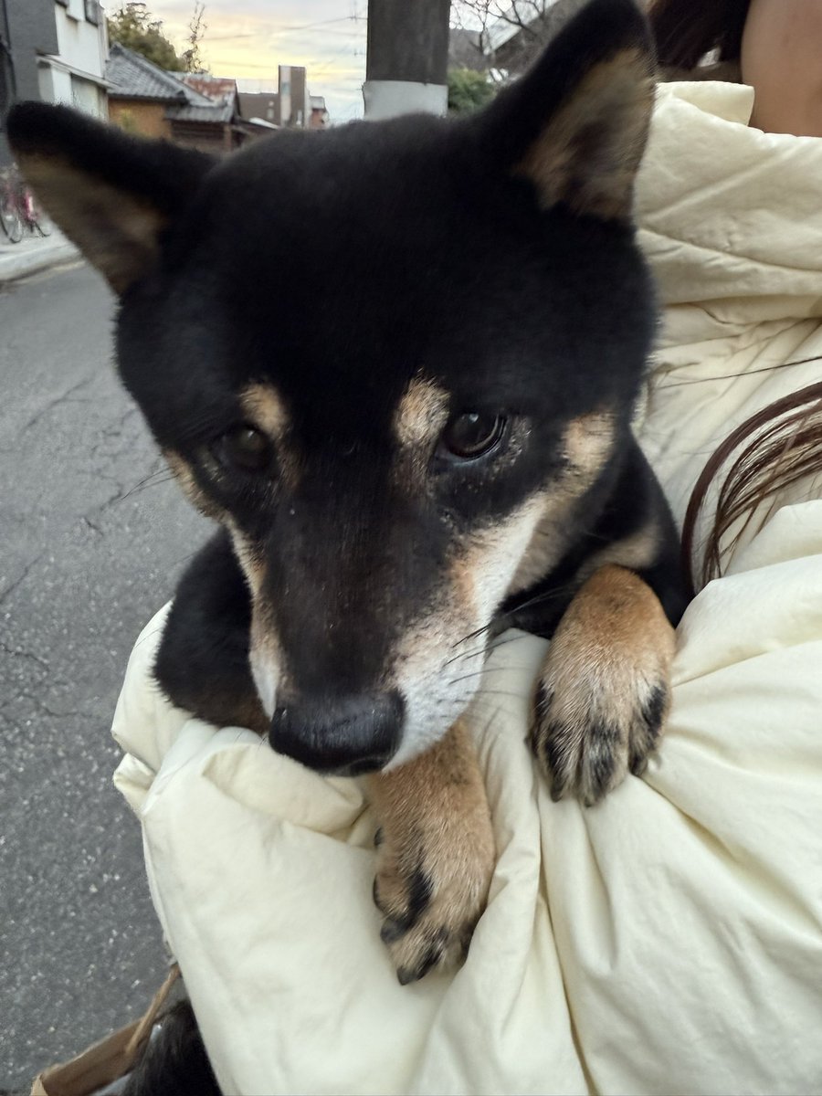 Sao4gTi's tweet photo. 2026.02.26     17.20頃
千葉県船橋市湊町一丁目 11-4先路上
迷子犬保護しました。
・柴犬（小さめ）
・黒色
・4本の足先茶色
・首輪なし
今船橋警察署の方に預けています。
心当たりのある方や飼い主様は警察署の方にご連絡お願いいたします。
※拡散お願いします。
#船橋 #迷子犬 #柴犬 https://t.co/eRwwPNfatl