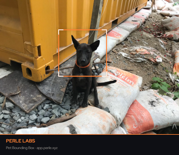 bonitatmd's tweet photo. @PerleLabs his name is beden https://t.co/UKyT8GmQzt