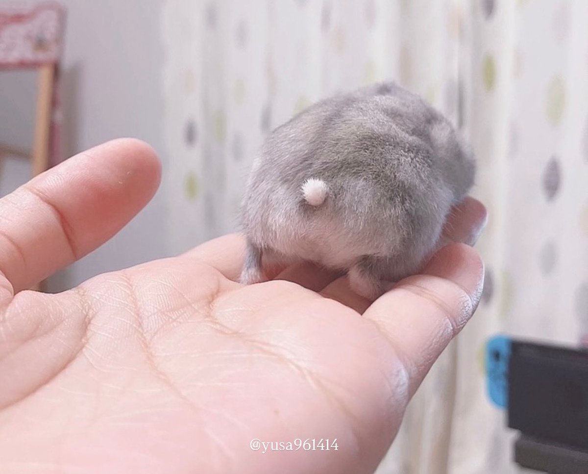 ぽちっとな！

押したくなるしっぽ♡
#ハムスター