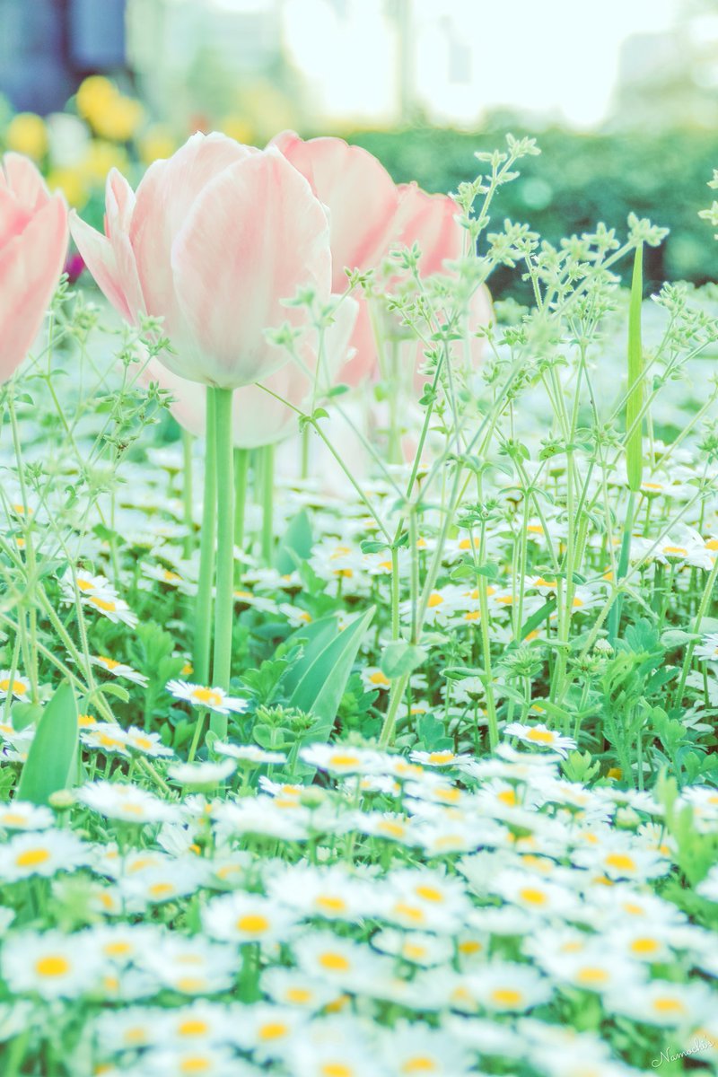 Spring Green💚 #7日7色写真展 #キリトリセカイ #TLを花でいっぱいにしよう