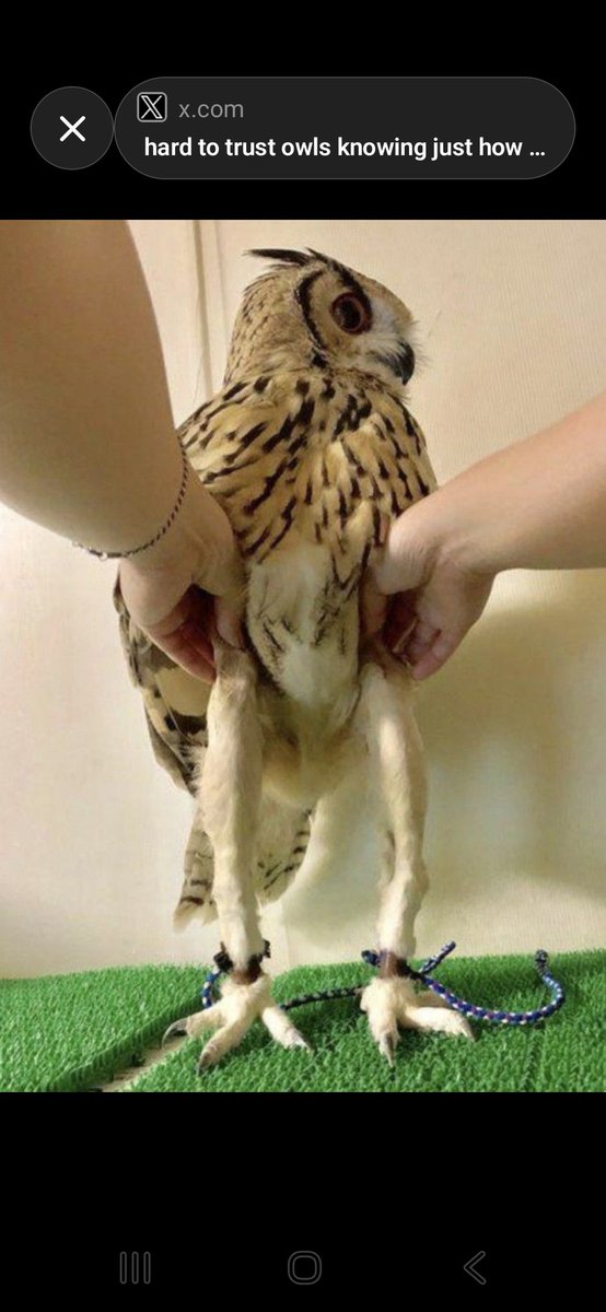 ThinkAb0utItt's tweet photo. Owls surprisingly have longer legs than most people think.

Hidden under their feathers are powerful legs designed for hunting and Gripping. https://t.co/cDtWjliZFG