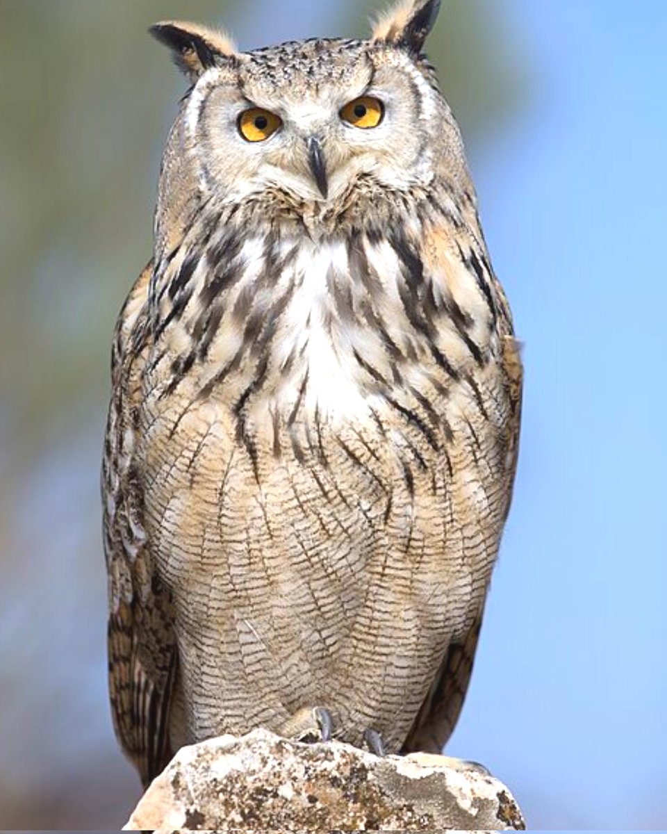 ThinkAb0utItt's tweet photo. Owls surprisingly have longer legs than most people think.

Hidden under their feathers are powerful legs designed for hunting and Gripping. https://t.co/cDtWjliZFG