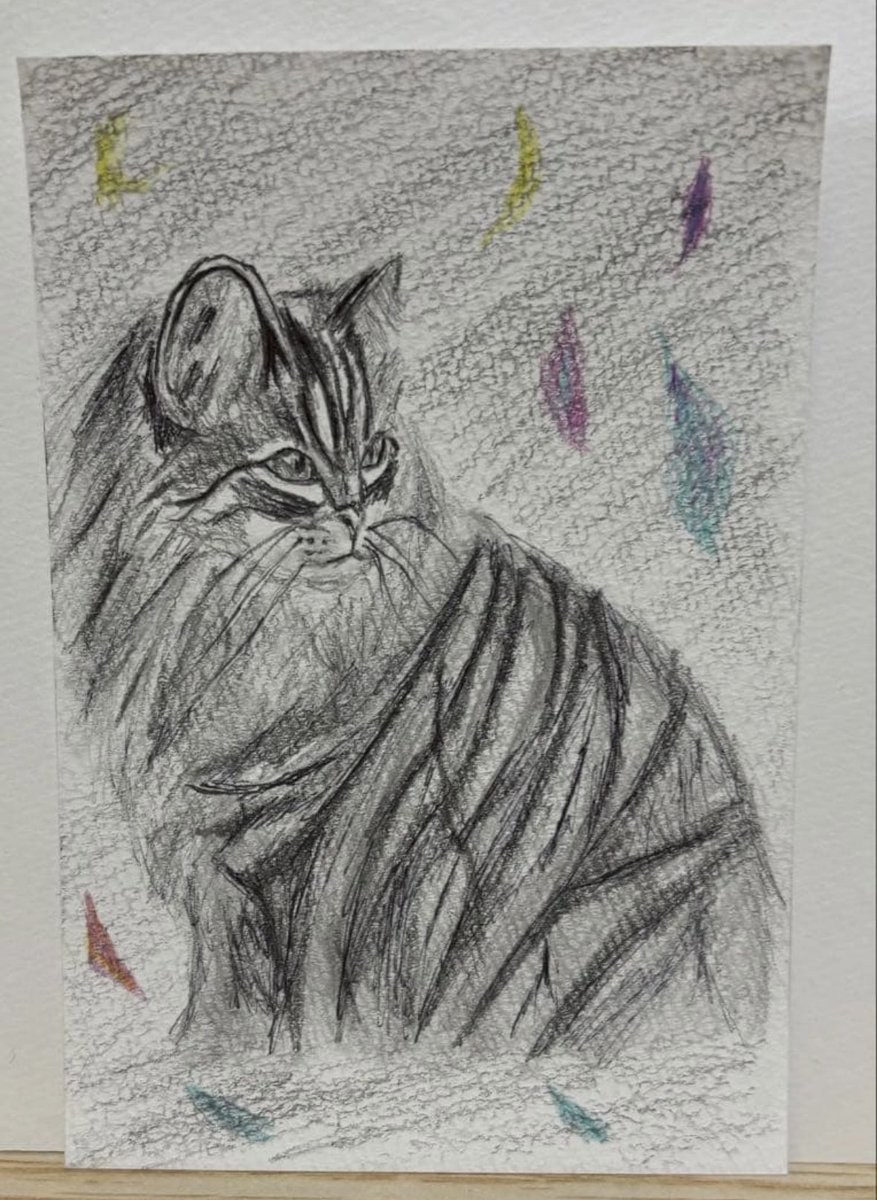 鉛筆画 箱入り猫