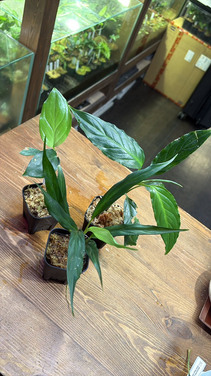 Javaで採集したアグラオネマ シンプレックスがめっちゃカッコよくなっ