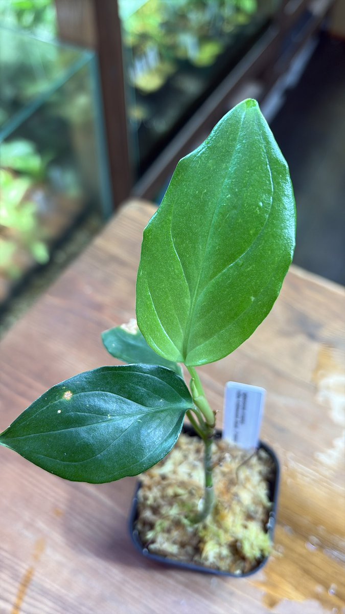 Javaで採集したアグラオネマ シンプレックスがめっちゃカッコよくなっ