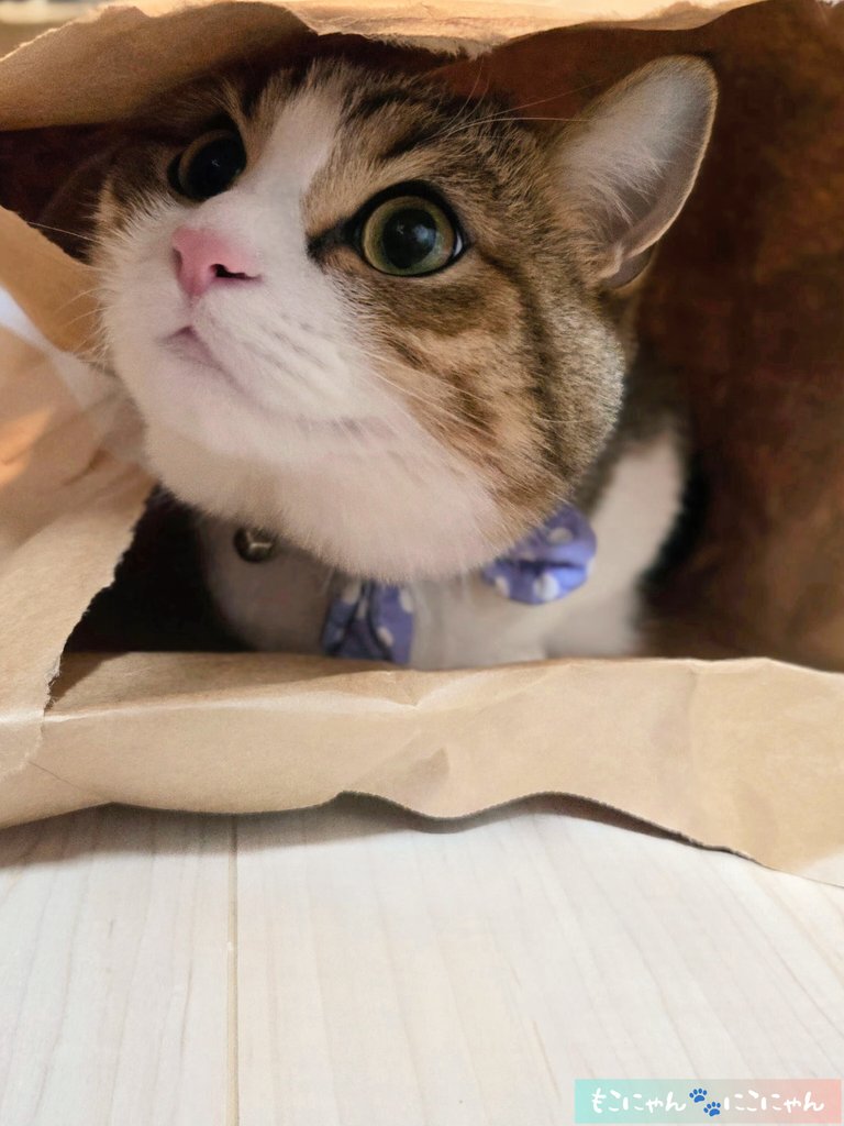 もこにゃん🐾にこにゃん (@neconyanmoco1O8) / Posts / X