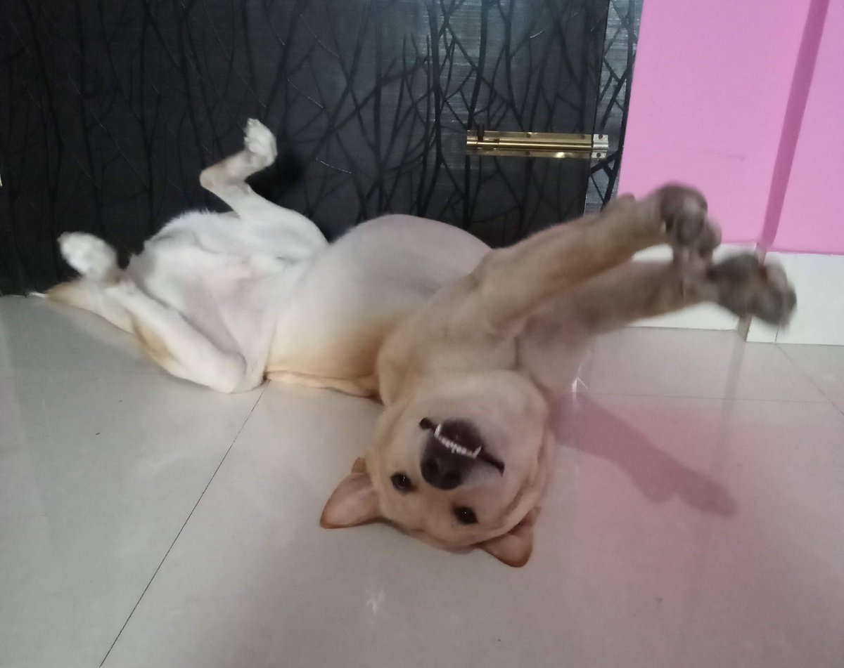 ryanhazarika's tweet photo. IRIS (31 OCTOBER, 2018 - 25 FEBRUARY, 2026) https://t.co/hrWxU133Yu