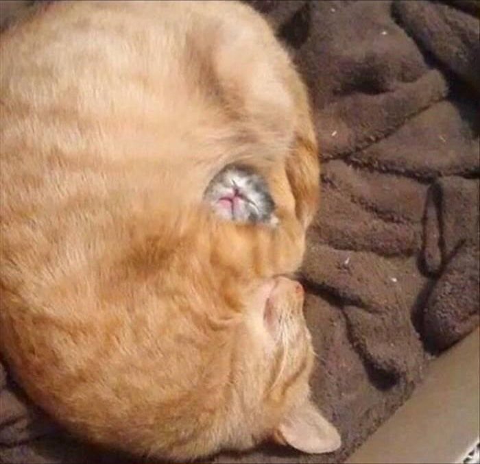 부먹츙 tweet media