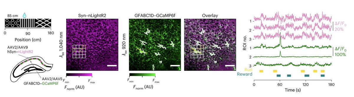 tommaso patriarchi tweet media