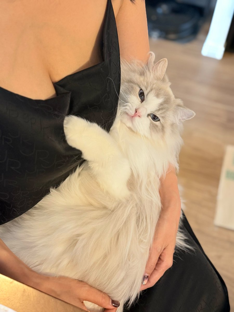 yomecats's tweet photo. https://t.co/pVRSkyh6EF