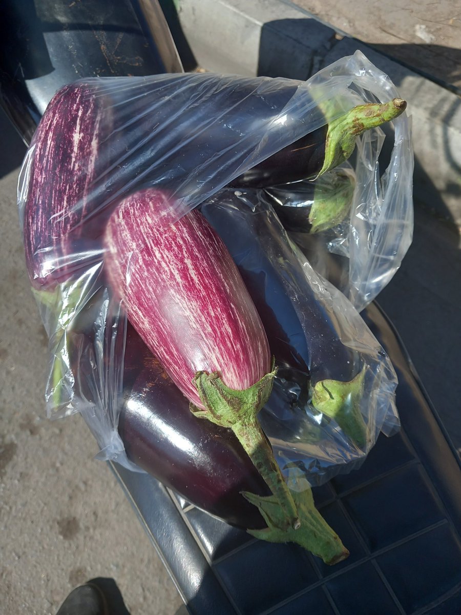 Ali Metila |🐉| tweet media