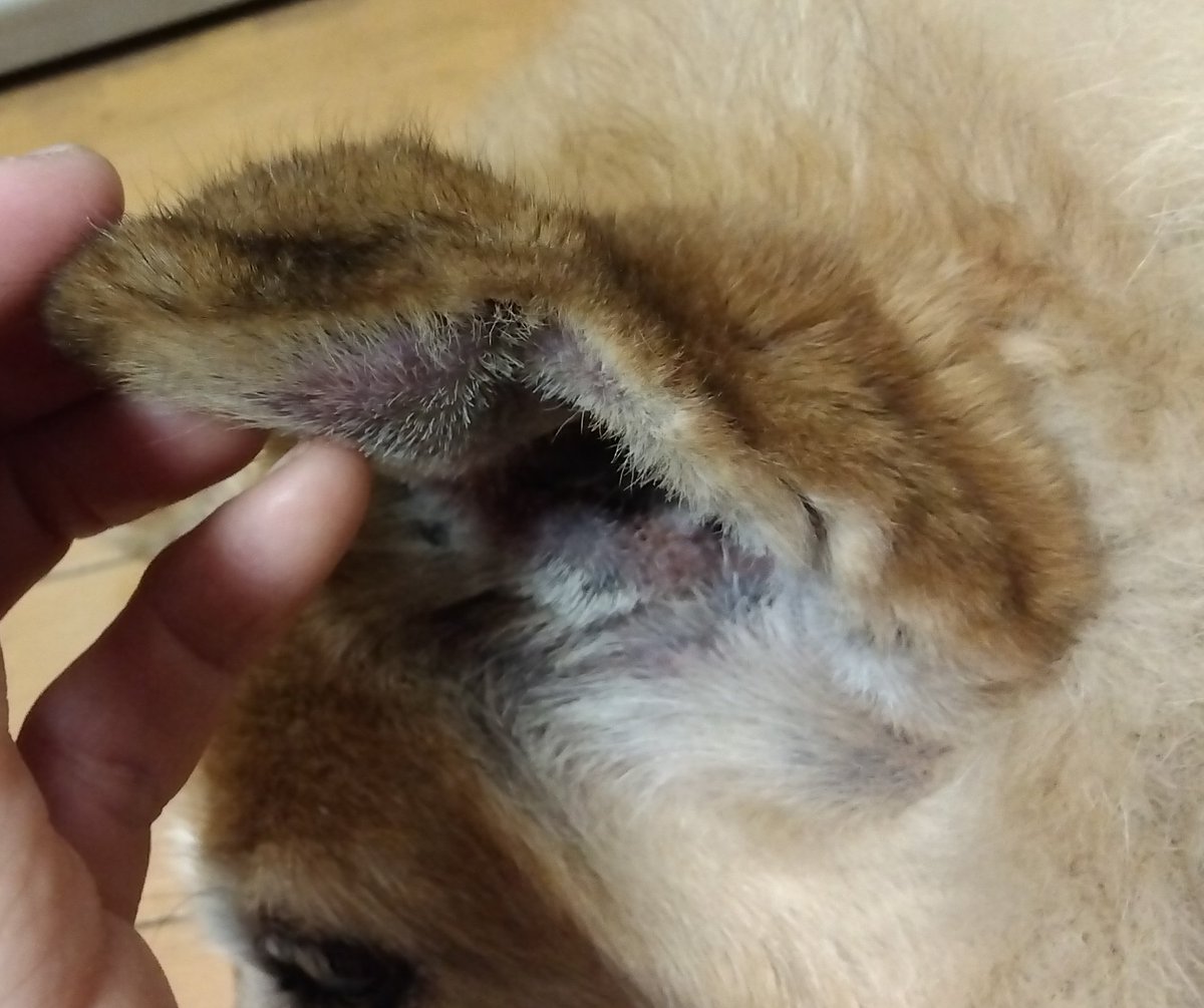 19jackey's tweet photo. 犬の耳血腫
元々、垂れ耳だった方の左側の耳。
先端側からパンパンに腫れてる。
右側の耳は元々横向き。
痛がらないけど、鬱陶しそう。まだ少し熱がある。
パンパンから少し減ってボコボコになるまでの辛抱だ。
左耳重そうだ。中身が詰まったランチパックをぶら下げてるみたいだ。 https://t.co/IIj5l0vBSF