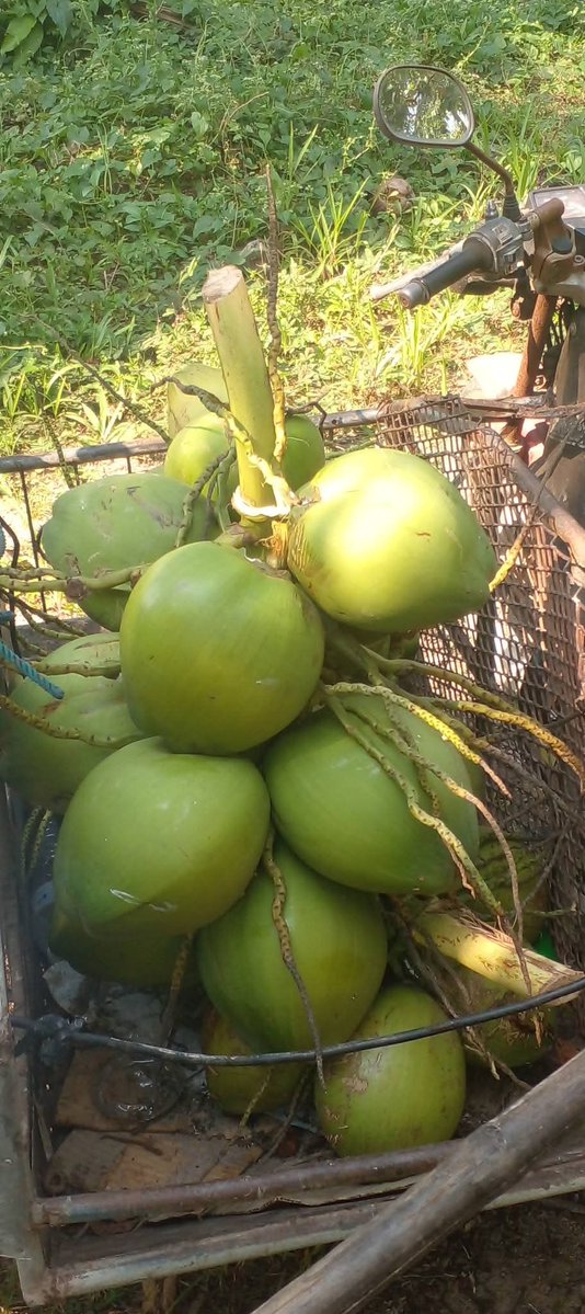 แจ้งเตือนผู้บริโภคมะพร้าว ด้วยผมได้ฉีดยากำจัดด้วงซึ่งเป็นสารเคมีที่แรงมากๆ  ผมฉีดแล้วต้นไหนผมจะฉีดสีไว้ไม่เก็บราวๆ 6 เดือน จะเอาไว้ขยายพันธุ์ แต่ทีนี้มีคนมาลักขโมยไปราวๆ 80-100 ลูก พิกัดหมู่3 #หนองสะพาน #ระยอง ถ้าท่านใดกินแล้วมีอาการปวดท้อง ท้องเสียโปรดหาหมอด่วนครับ