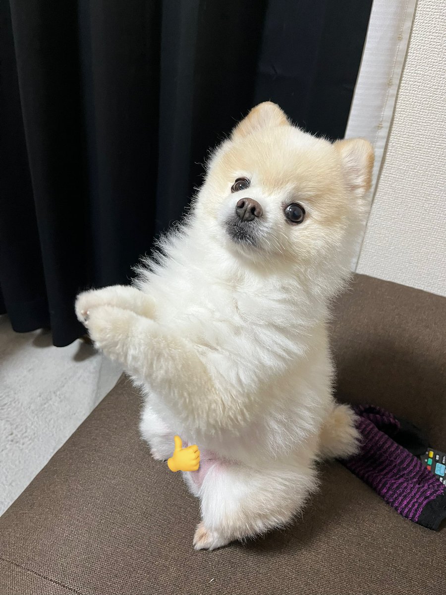 ぽんすけ大先生 (@yuyuyuyumee) / Posts / X