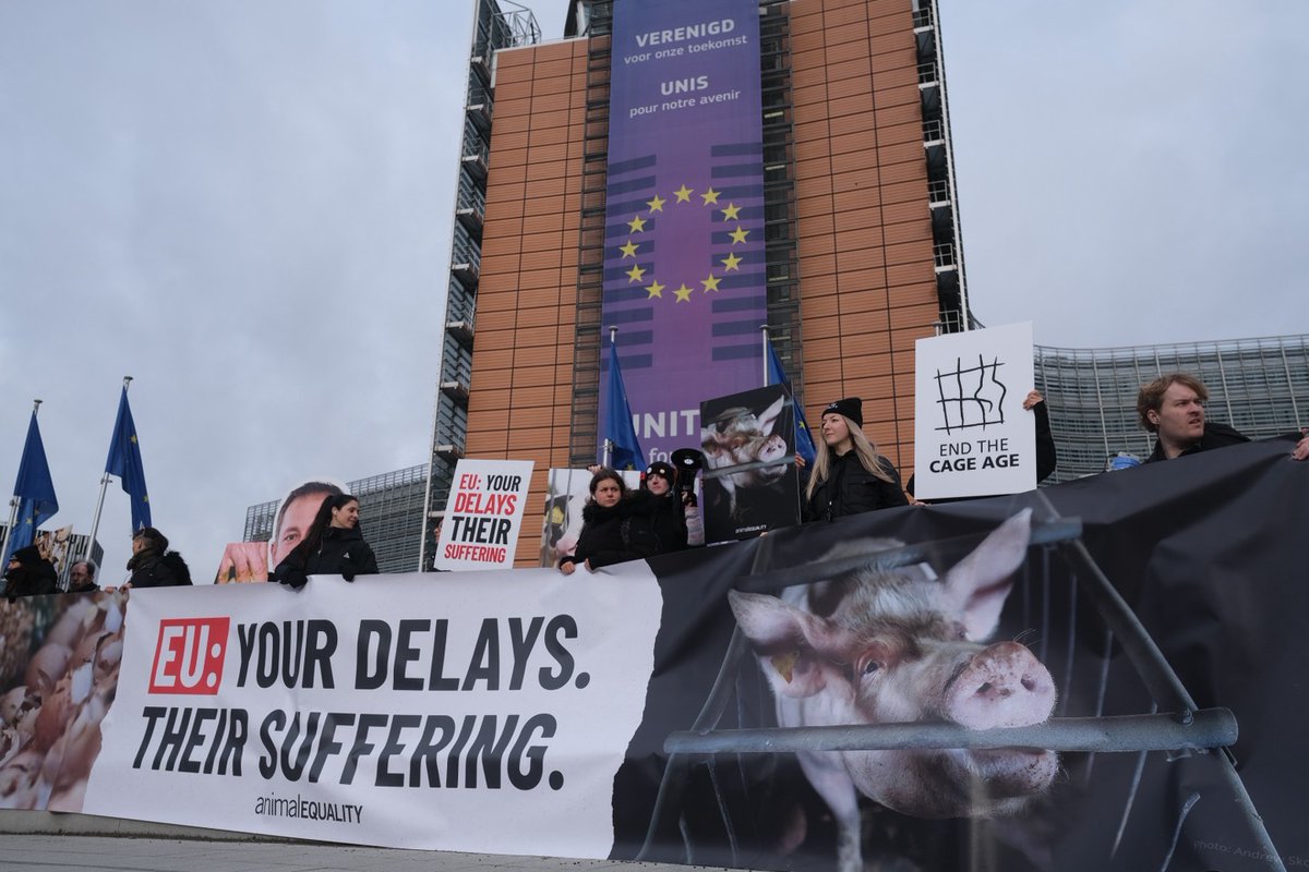 nerinni's tweet photo. For the mother pig confined in a cage barely larger than her body.
For the hen who has never fully spread her wings.
For the male chick killed hours after birth.

Deliver the EU Animal Welfare Revision NOW, @OliverVarhelyi @CHansenEU @EU_Commission
https://t.co/MbT1O7YbgO